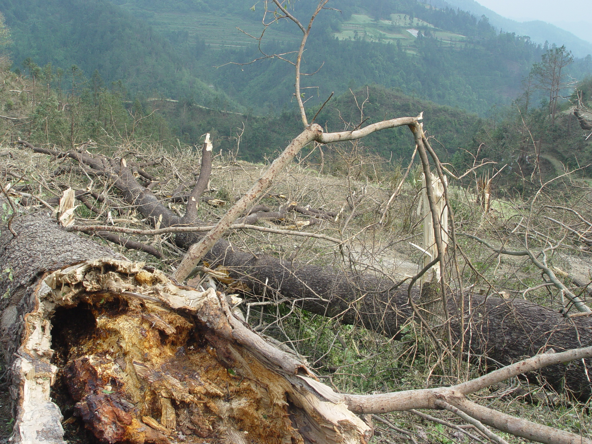 1945年,晃县桓胆霍乱流行,两兄弟用侗医扑灭恶疾“老鼠窜皮”