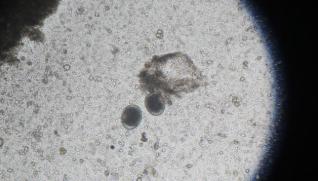 幼犬得了球虫病怎么喂药,什么是狗球虫