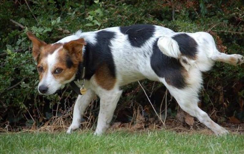 狗尿血然后尿不出来,狗尿血的正确处理方法