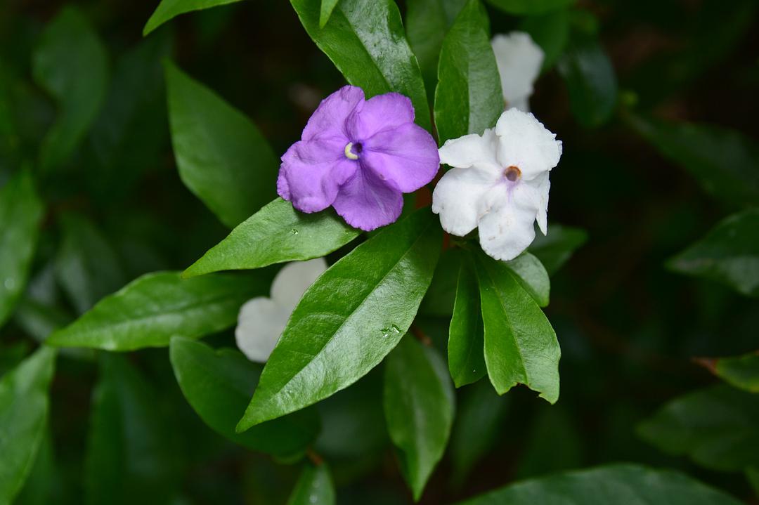 植物世界丨40款人见人爱的爆火花卉居然都是入侵植物，丢弃要犯罪