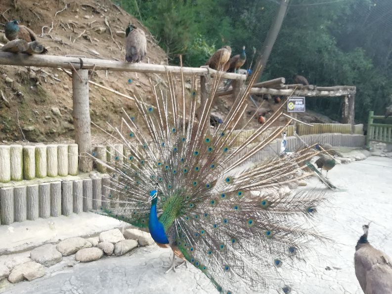 洛阳栾川竹海野生动物园值得去吗,洛阳栾川竹海野生动物园都有什么