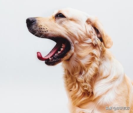 金毛寻回犬世界犬类智商排名第四,短毛小型犬最聪明的狗狗排行榜