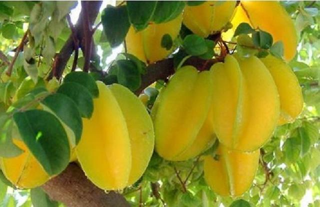 杨桃树种植技术管理,杨桃果树的栽培技巧