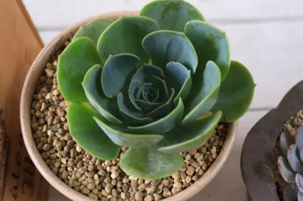 多肉植物玉蝶锦怎么繁殖,多肉植物玉蝶和碧桃哪个更有优势