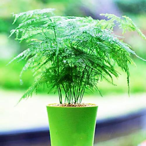 文竹文竹,文竹青翠欲滴