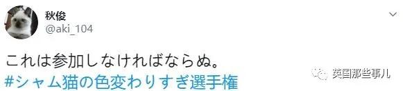 养暹罗猫会得什么病吗,养暹罗猫就像开盲盒