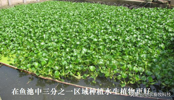 鱼塘水质差用什么改善水质,鱼塘流入养殖场废水如何处理