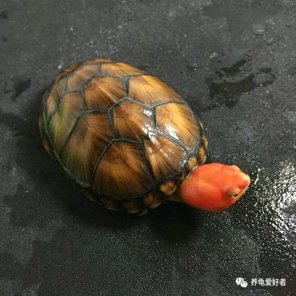 窄桥蛋龟为什么要用黑环境,多种颜色对蛋龟发色好吗