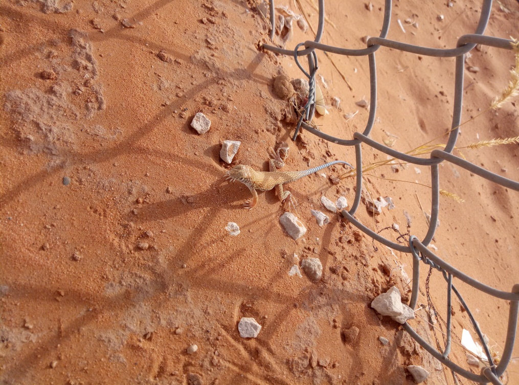 一个沙特打工仔的自述，完全不同的中东风情