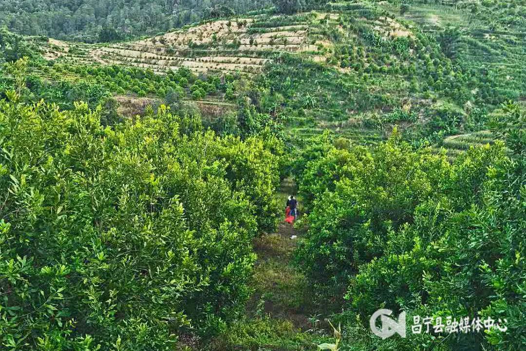 澳洲坚果丰收,单位帮扶农户澳洲坚果喜获丰收