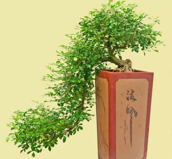 种花槽的九里香怎样养,养九里香的技巧视频