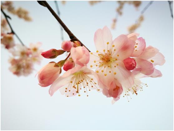 三月春色唯美诗句,阳春三月好风光诗词鉴赏