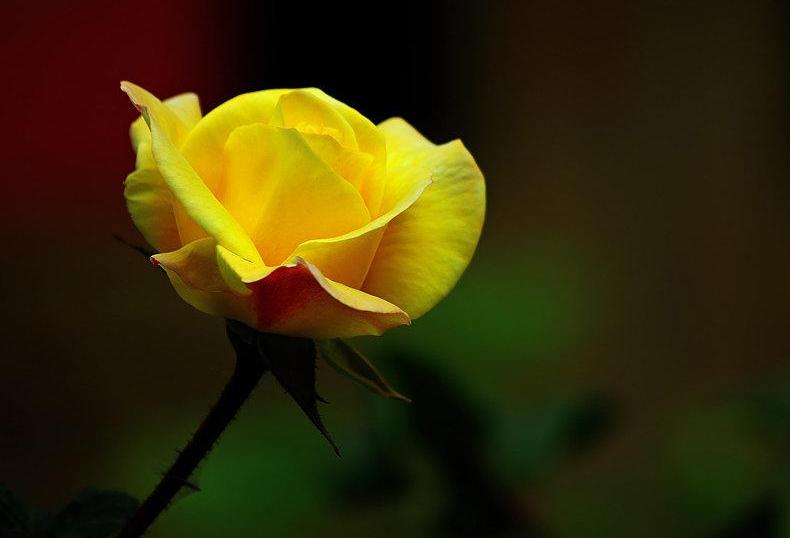 软弱会有什么后果,软弱无度的人的表现