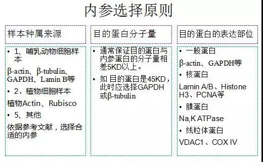 解密论文造假重灾区，ElisabethBik博士亲授WB实验技巧