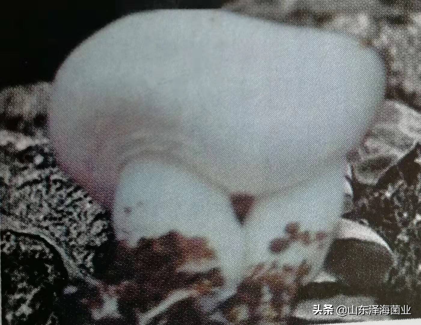 杏鲍菇出菇病害,菌菇长出来有点发黄是怎么回事