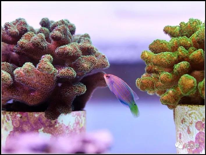 硬骨虫害,硬骨扁虫怎么消灭