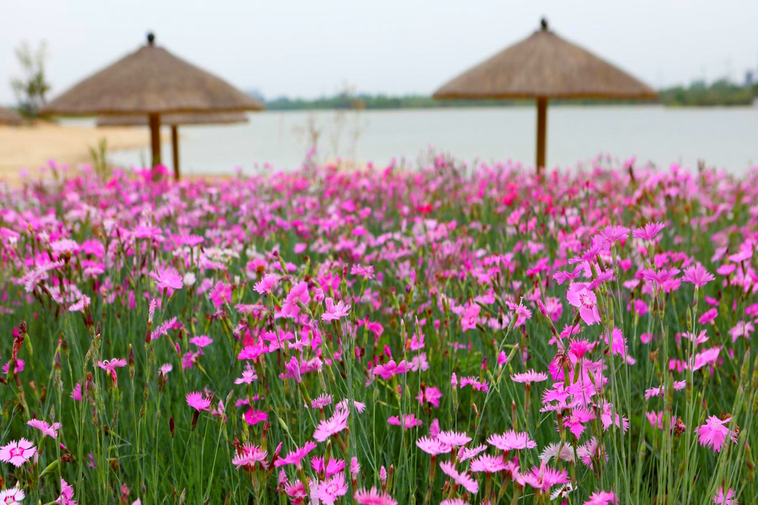 合肥春游必去十大景点,合肥适合春游玩的地方推荐