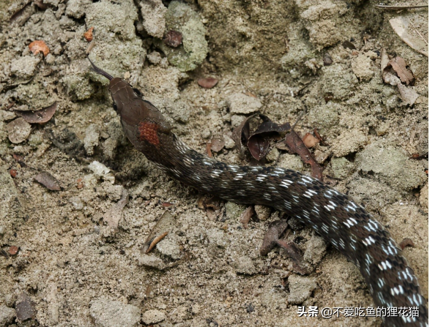 带你认识我国分布的劲槽蛇属蛇类，虎斑颈槽蛇遍布祖国大江南北