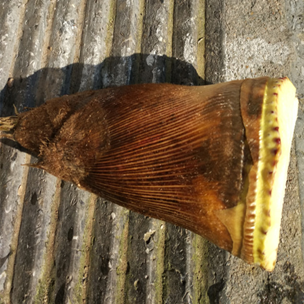 腌笃鲜是上海正宗的本帮菜吗,腌笃鲜食谱材料用什么笋