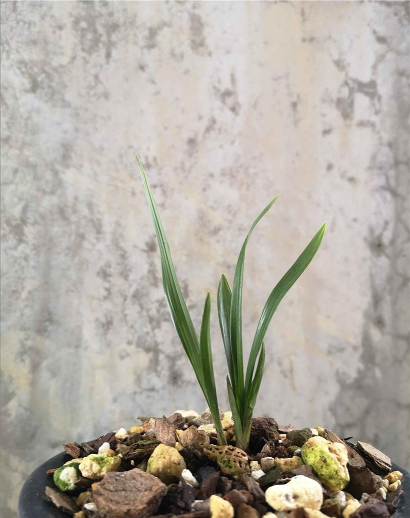 国兰蕙兰,姜氏荷介绍