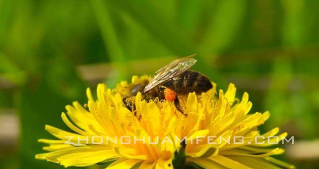 蜜蜂春繁起止时间表,蜜蜂春繁什么时候开始加脾