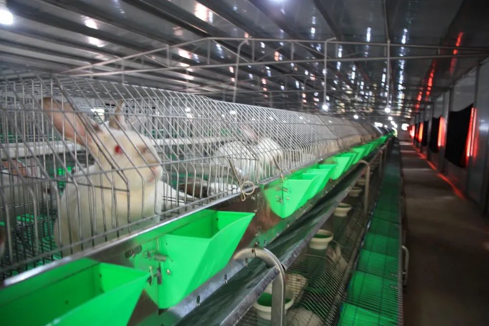 上万只兔子“搬新家”？肇庆这个项目有新进展！全部投产后将实现年产值1.3亿……