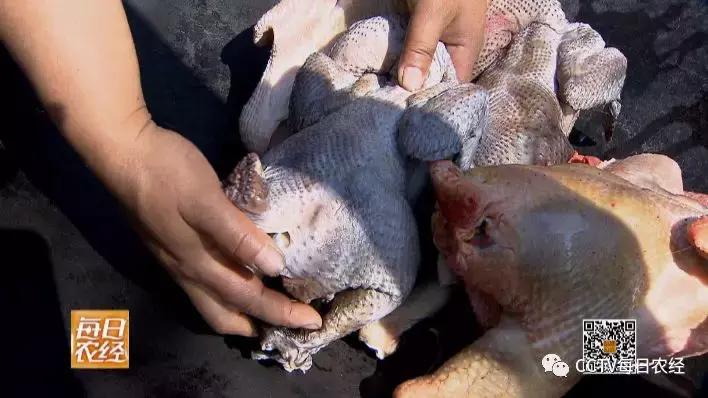 云龙诺邓火腿加工,云龙矮脚鸡