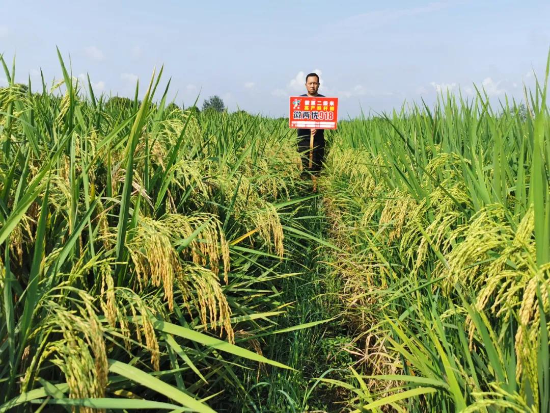 徽两优1577第一名高产稻种,徽两优985稻种简介