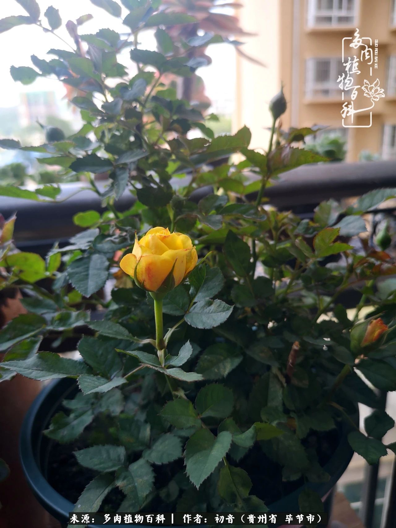 和多肉共度美好时光,与多肉一起成长