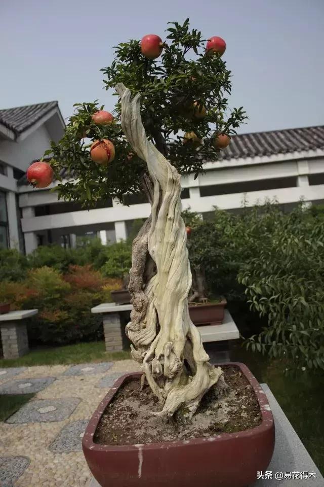 石榴盆景教程,石榴盆景养护小视频