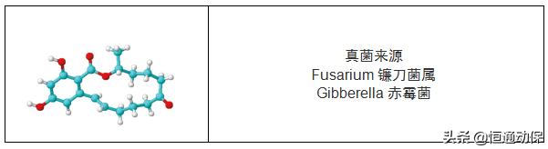 霉菌毒素对母猪造成哪些危害,母猪带毒的危害以及解决措施