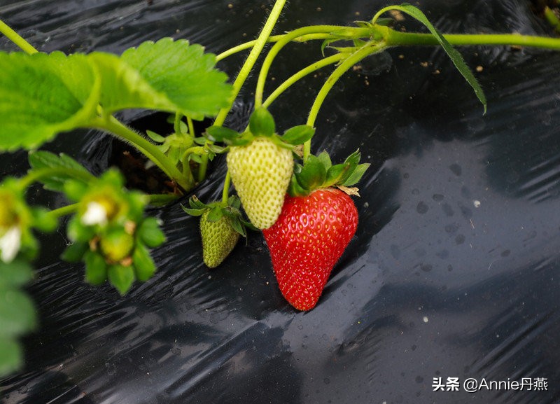 距离重庆最近的避暑城市,离主城近的夏日重庆避暑圣地