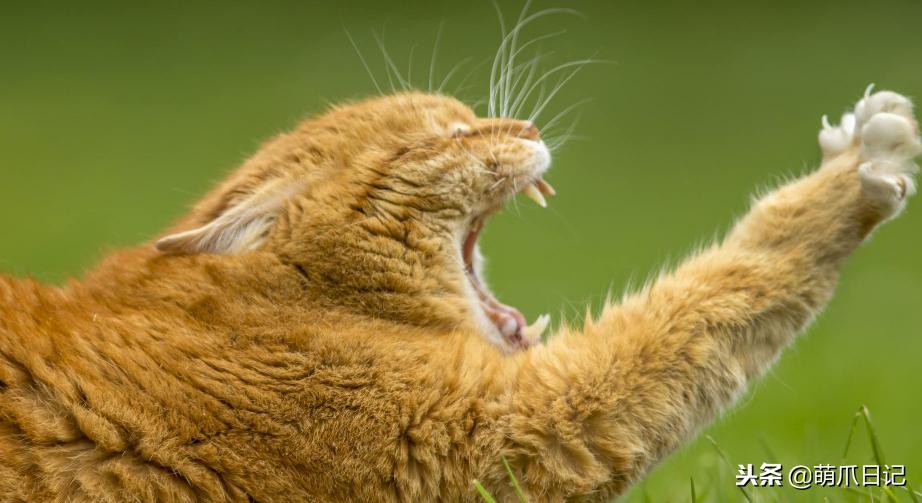 养狗是养哈士奇好还是养萨摩耶好,农村养狗也要当宠物养吗