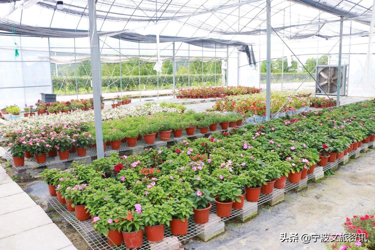 新桥,一个乡村旅游小镇的修炼手册