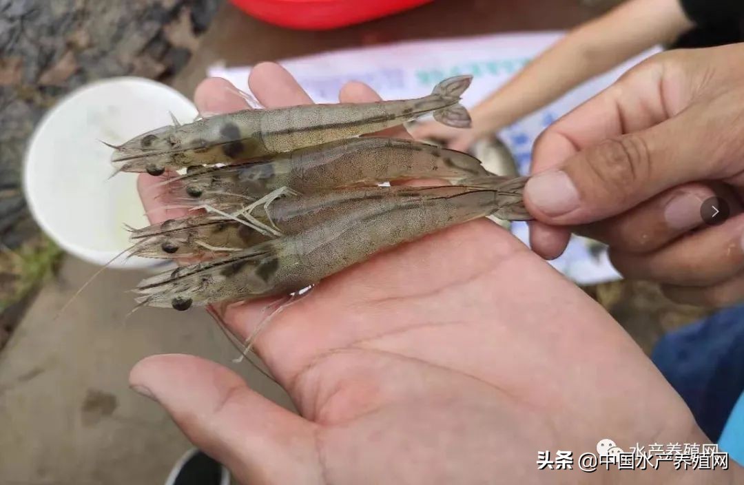 虾塘今日白对虾价格,最新南美白对虾虾价行情