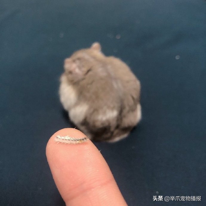 剔骨达人！原来小仓鼠才是吃货界的技巧扛把子