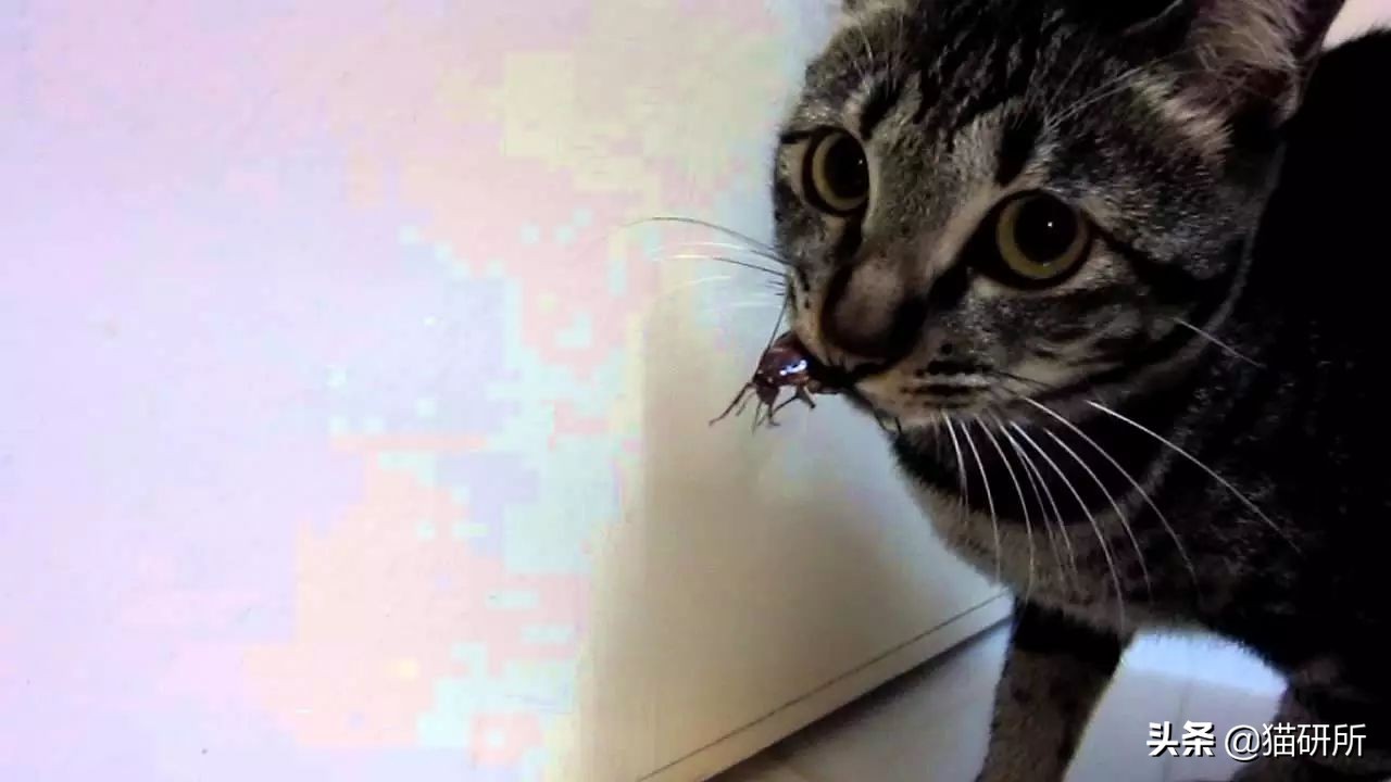 猫咪吃蟑螂该怎么教导,猫咪不小心吃了蟑螂怎么办