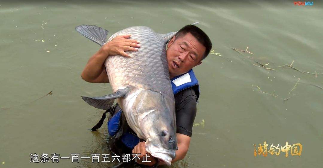 剑舞鲤轻量版6.3可以钓几斤鱼,开沃剑武鲤适合野钓