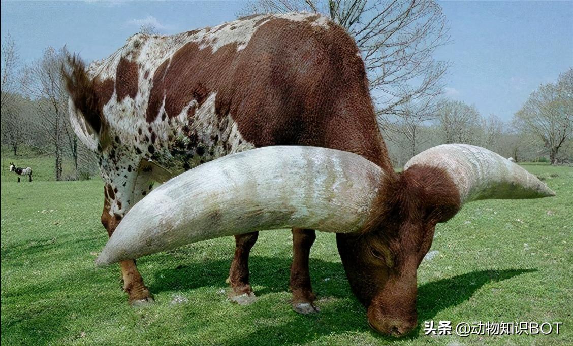 牛角价值500万的“巨角神牛”，牛粪可做防晒霜，牛尿还能染发