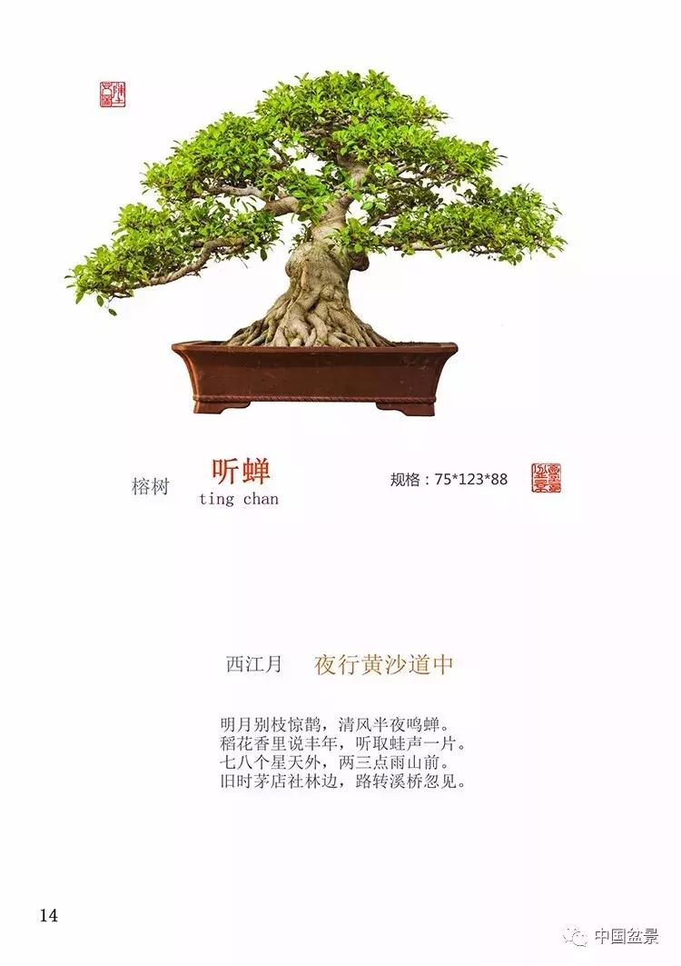 陈文图老师,陈文图盆景欣赏