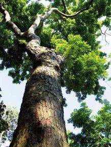 鸡翅木是哪种红木,鸡翅木是什么木种图片