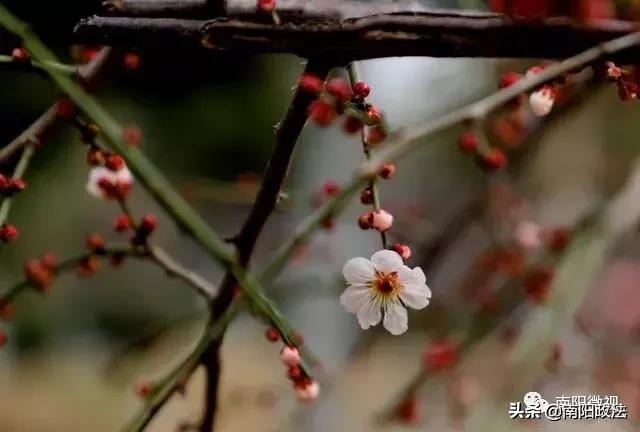 南阳春天踏青,南阳有哪些适合春游的地方