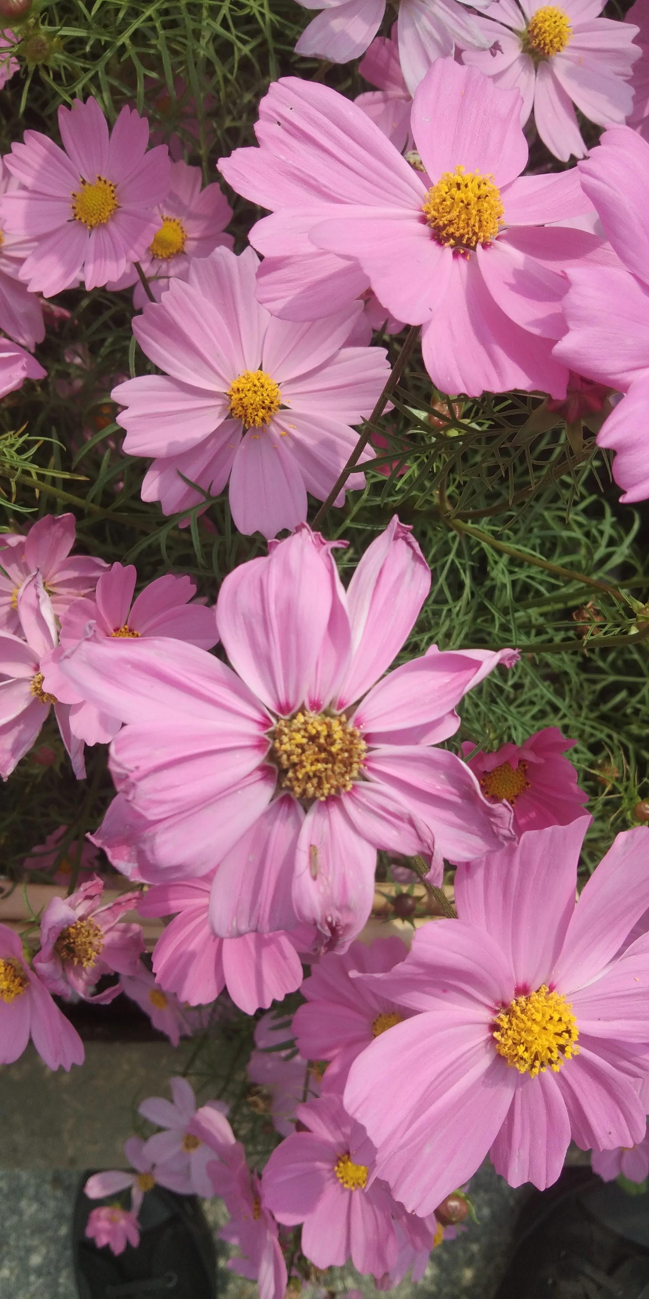 佛山高明怎样,佛山高明区很差吗