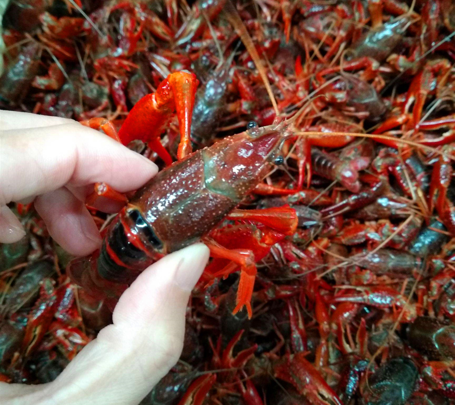 只用清水洗小龙虾,越洗越脏,教你正确方法,细菌寄生虫统统去除