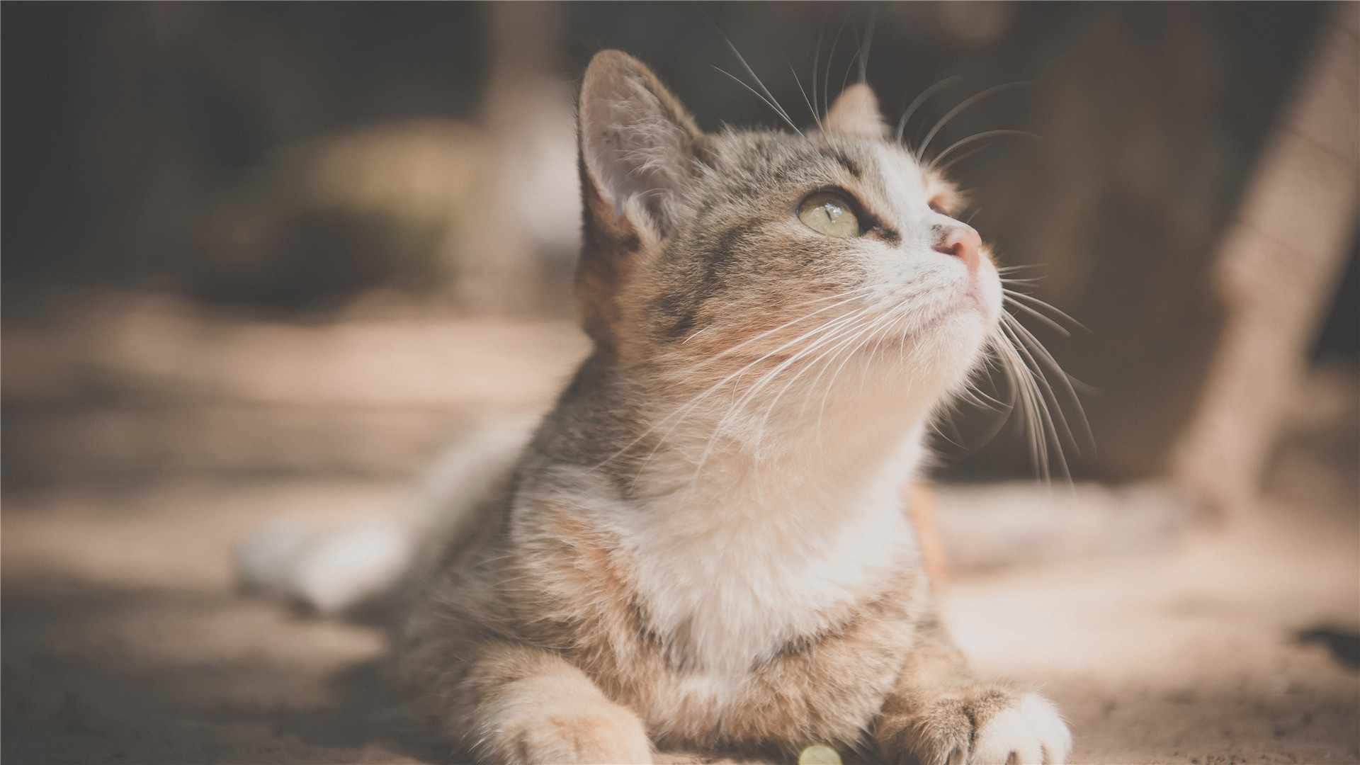 猫咪食物清单,猫咪双十一购物清单