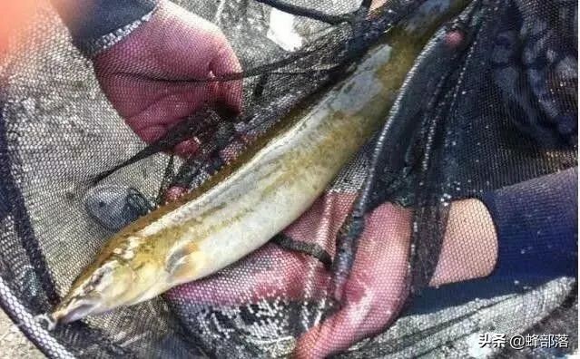 哪里有养殖刀鳅鱼的,刀鳅鱼为什么没人养殖