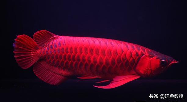 价值8000千万的红龙鱼,红龙鱼拍卖2000万元最高价格