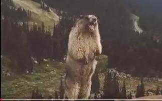 二次元遇上诈骗,二次元被骗