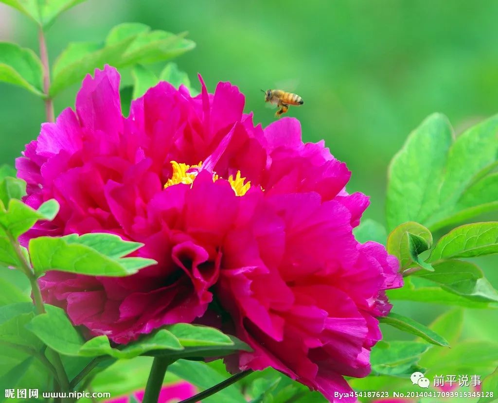 国花牡丹园灯光秀实拍,国花牡丹视频