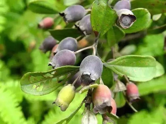 100种常见观叶植物图鉴史上最全,农村常见的100种植物